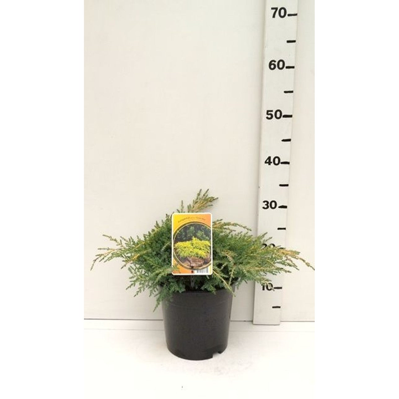 Pfitzer-en – Juniperus pfitzeriana 'Gold Star' - C3 25-30 CM